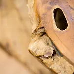 Art Al Boschetto فندق كاستيل فولتورنو